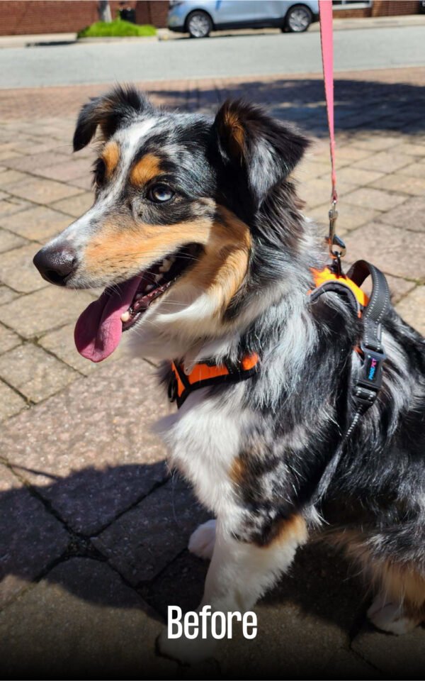 Dog portrait - Image 2